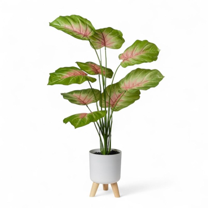 CALADIUM IN VASO H90 CON 9 FOGLIE